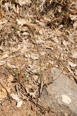 Carex flacca serrulata