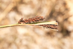Carex flacca serrulata
