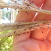 Erianthus alopecuroides - Photo no hay derechos reservados, subido por cwarneke
