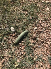 Lintneria eremitoides