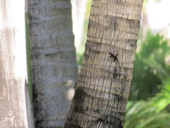 Anolis distichus