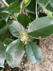 Osmanthus