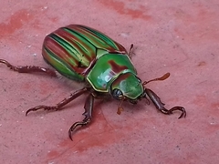 Chrysina adelaida