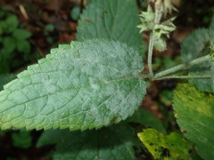 Neoerysiphe galeopsidis