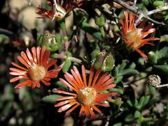 Mestoklema tuberosum