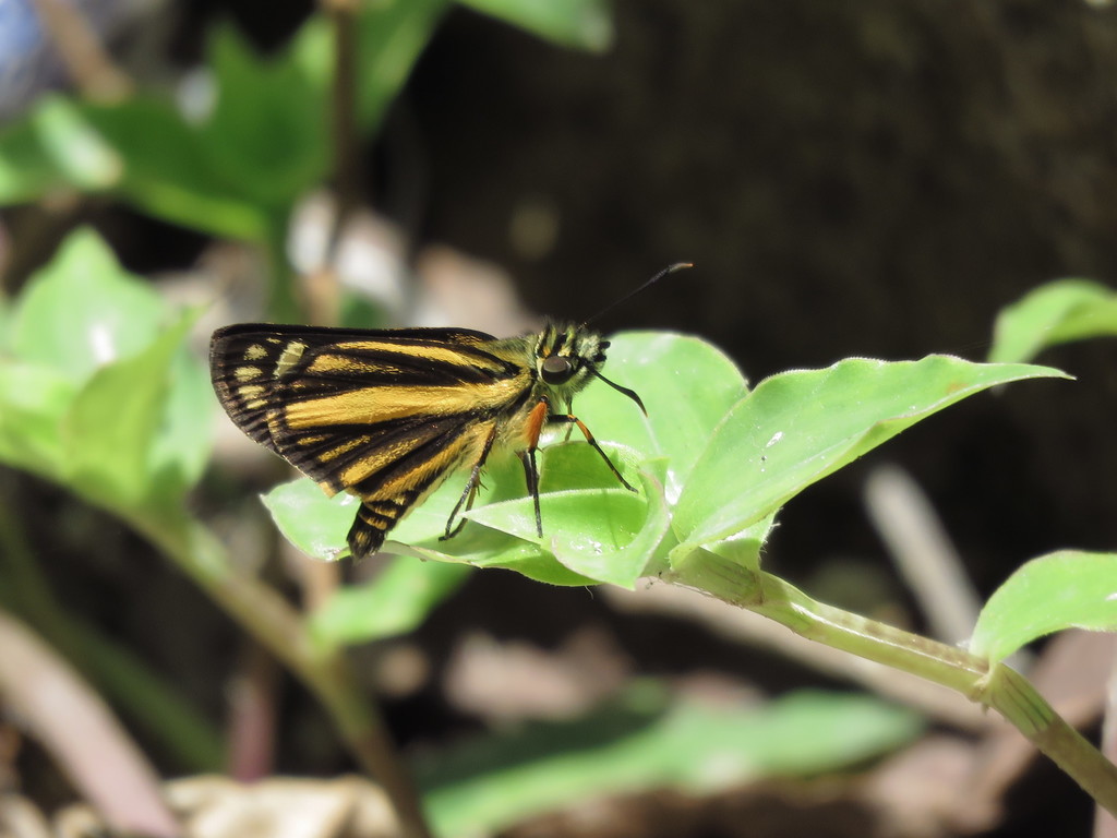 Gold-rayed Skipperling