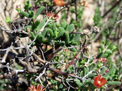 Mestoklema tuberosum