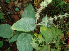 Neoerysiphe galeopsidis