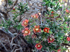 Mestoklema tuberosum