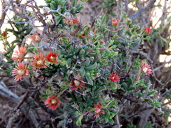 Mestoklema tuberosum