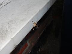 Araneus diadematus