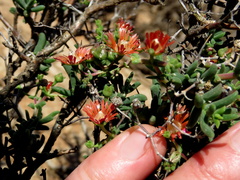 Mestoklema tuberosum