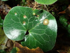 Puccinia asarina