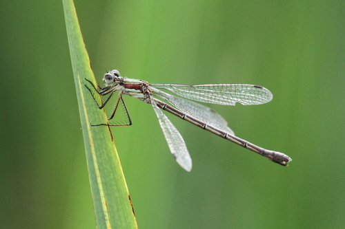 Common Spreadwing photo 4