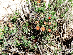 Mestoklema tuberosum