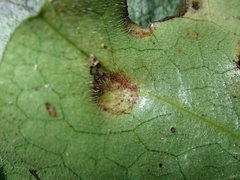 Puccinia asarina