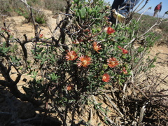 Mestoklema tuberosum