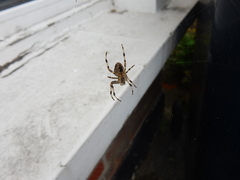 Araneus diadematus