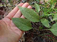 Mertensia paniculata