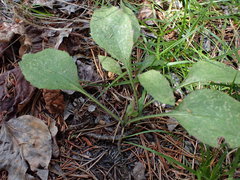 Mertensia paniculata