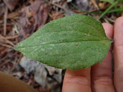 Mertensia paniculata