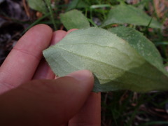 Mertensia paniculata