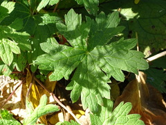 Geranium psilostemon