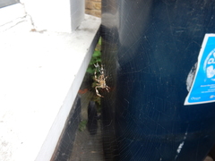 Araneus diadematus
