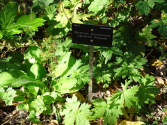 Geranium psilostemon
