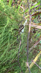 Argiope aurantia image