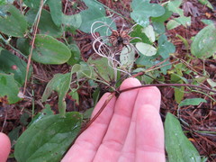 Clematis reticulata