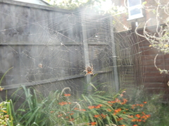Araneus diadematus