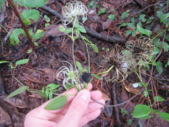 Clematis reticulata