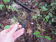 Clematis reticulata