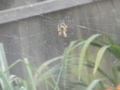 Araneus diadematus