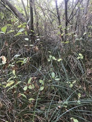 Lonicera involucrata