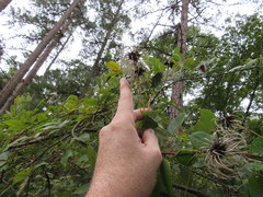 Clematis reticulata