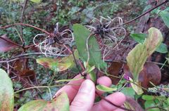 Clematis reticulata