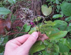 Clematis reticulata