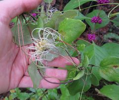 Clematis reticulata