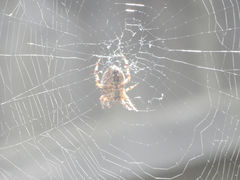 Araneus diadematus