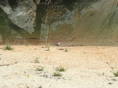 Charitospiza eucosma