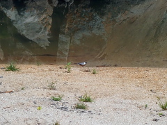 Charitospiza eucosma