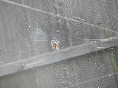 Araneus diadematus