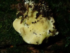 Antrodiella citrinella