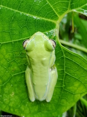 Rhacophorus lateralis