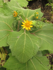 Smallanthus sonchifolius