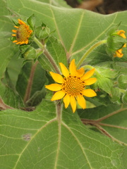 Smallanthus sonchifolius