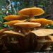 Honey Mushroom - Photo (c) Nathan Wilson, some rights reserved (CC BY-SA)
