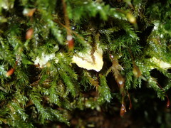 Antrodiella citrinella